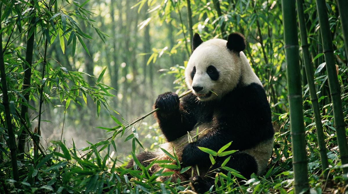 玩物社区熊猫视频