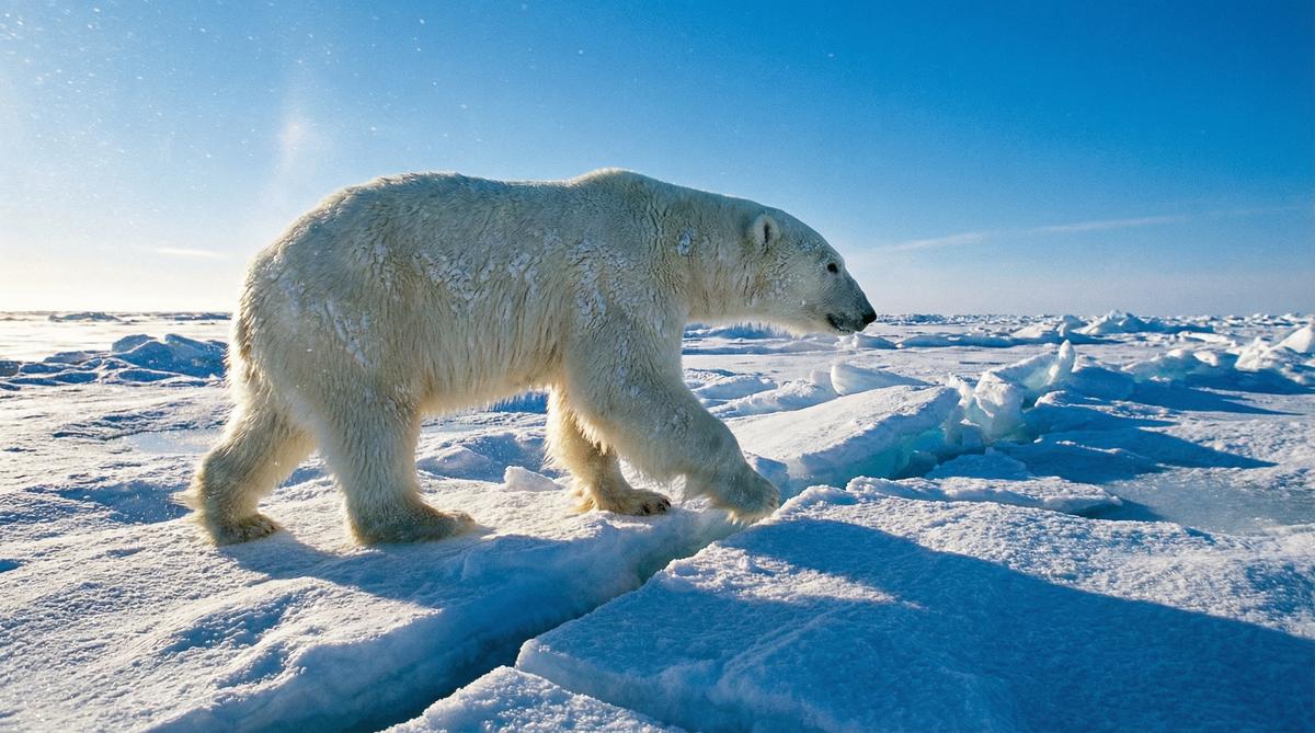 玩物社区北极熊视频