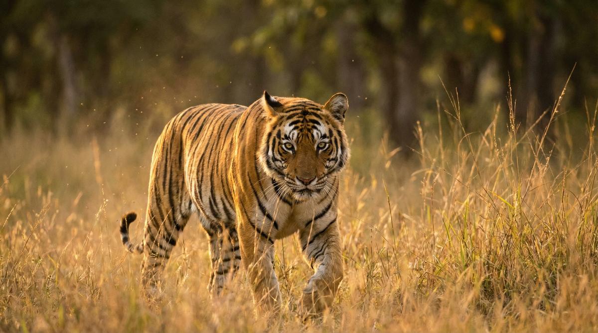 玩物社区老虎视频